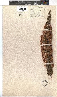 Erica viscaria subsp. pustulata image