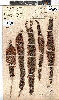 Erica viscaria subsp. pustulata image