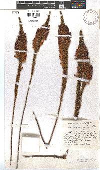 Erica viscaria subsp. pustulata image