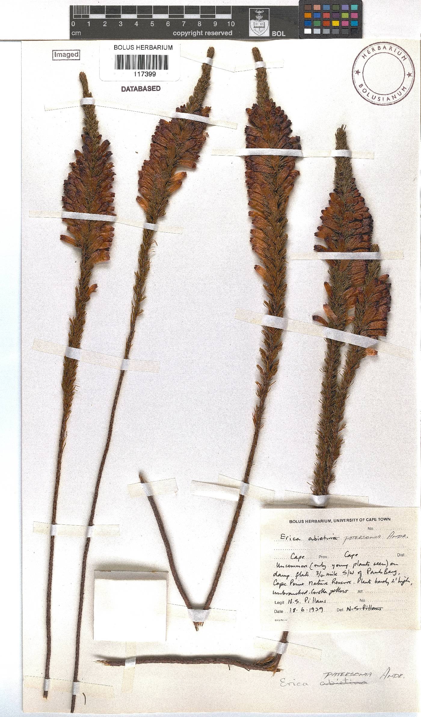 Erica viscaria subsp. pustulata image