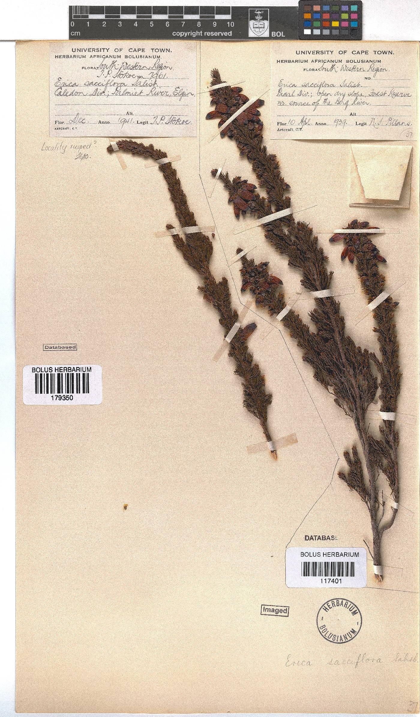 Erica sacciflora image