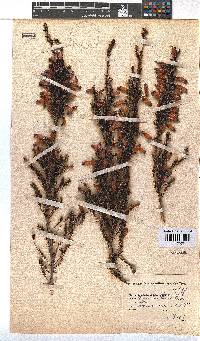 Erica sacciflora image