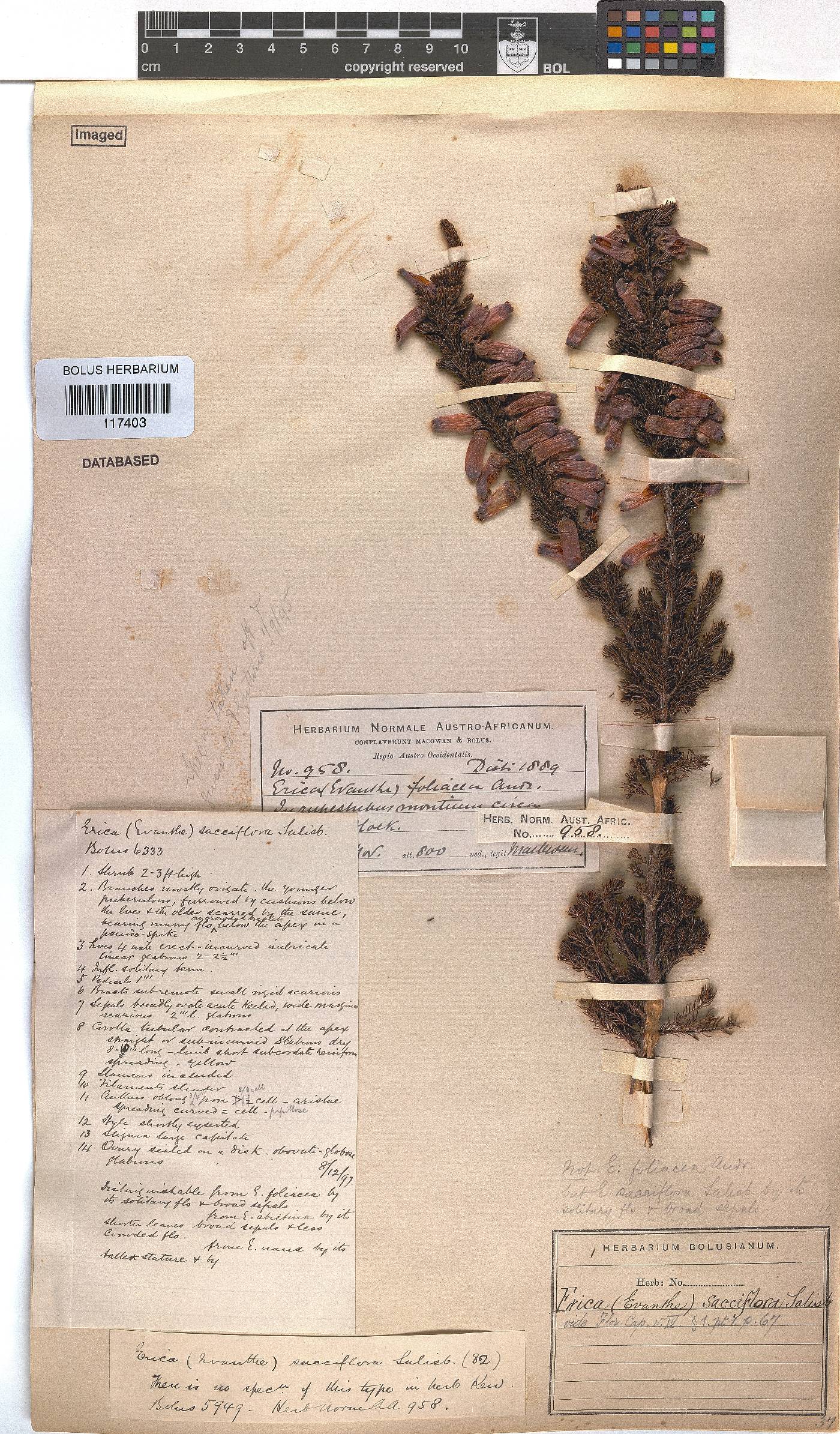 Erica sacciflora image