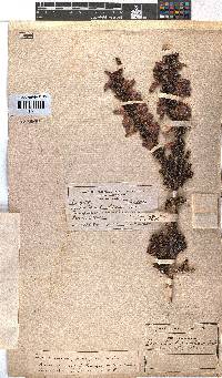 Erica sacciflora image