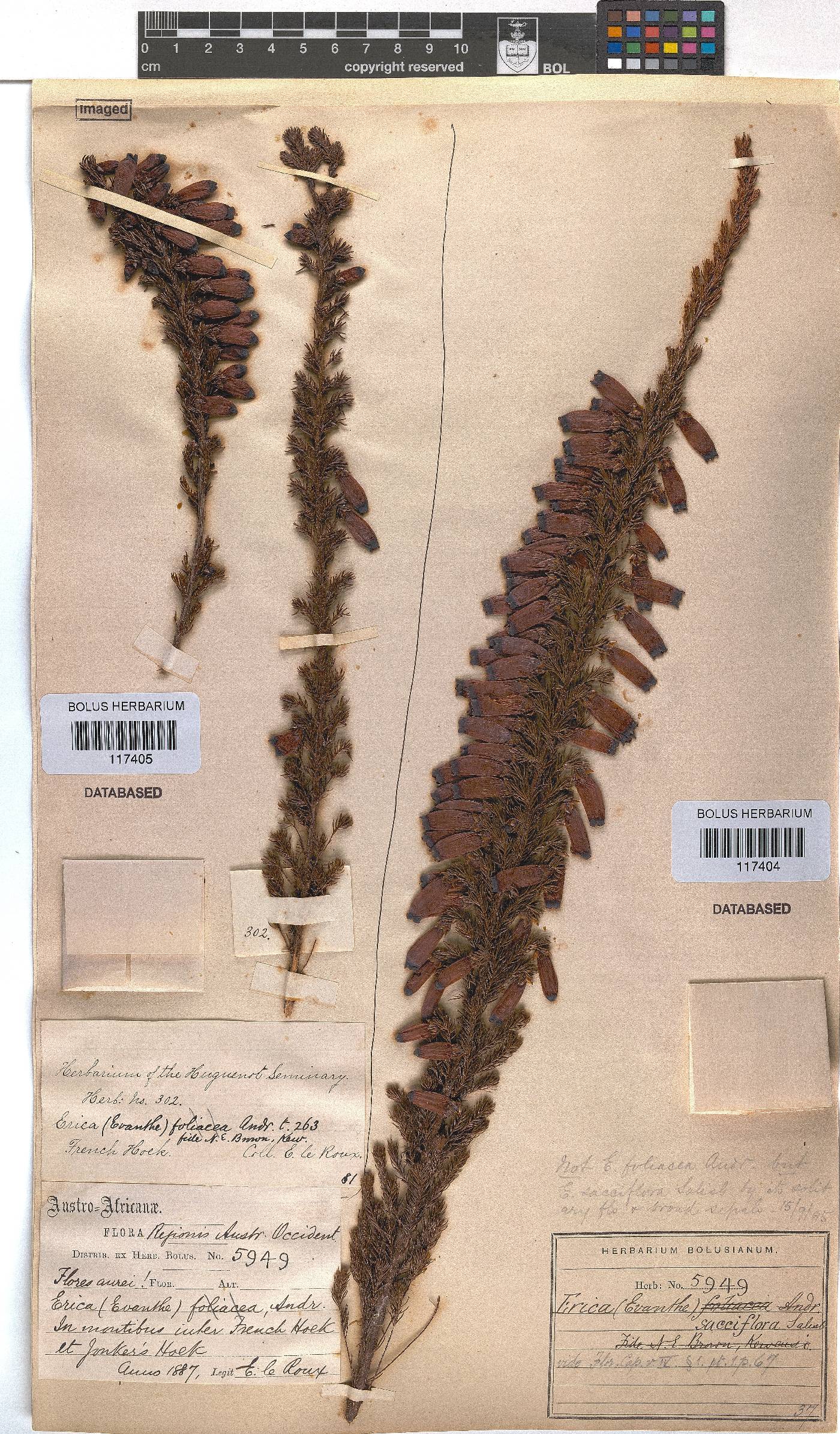 Erica sacciflora image