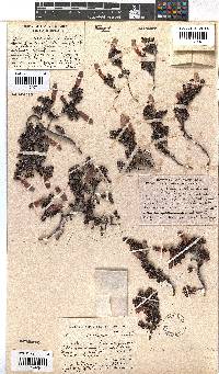 Erica sacciflora image