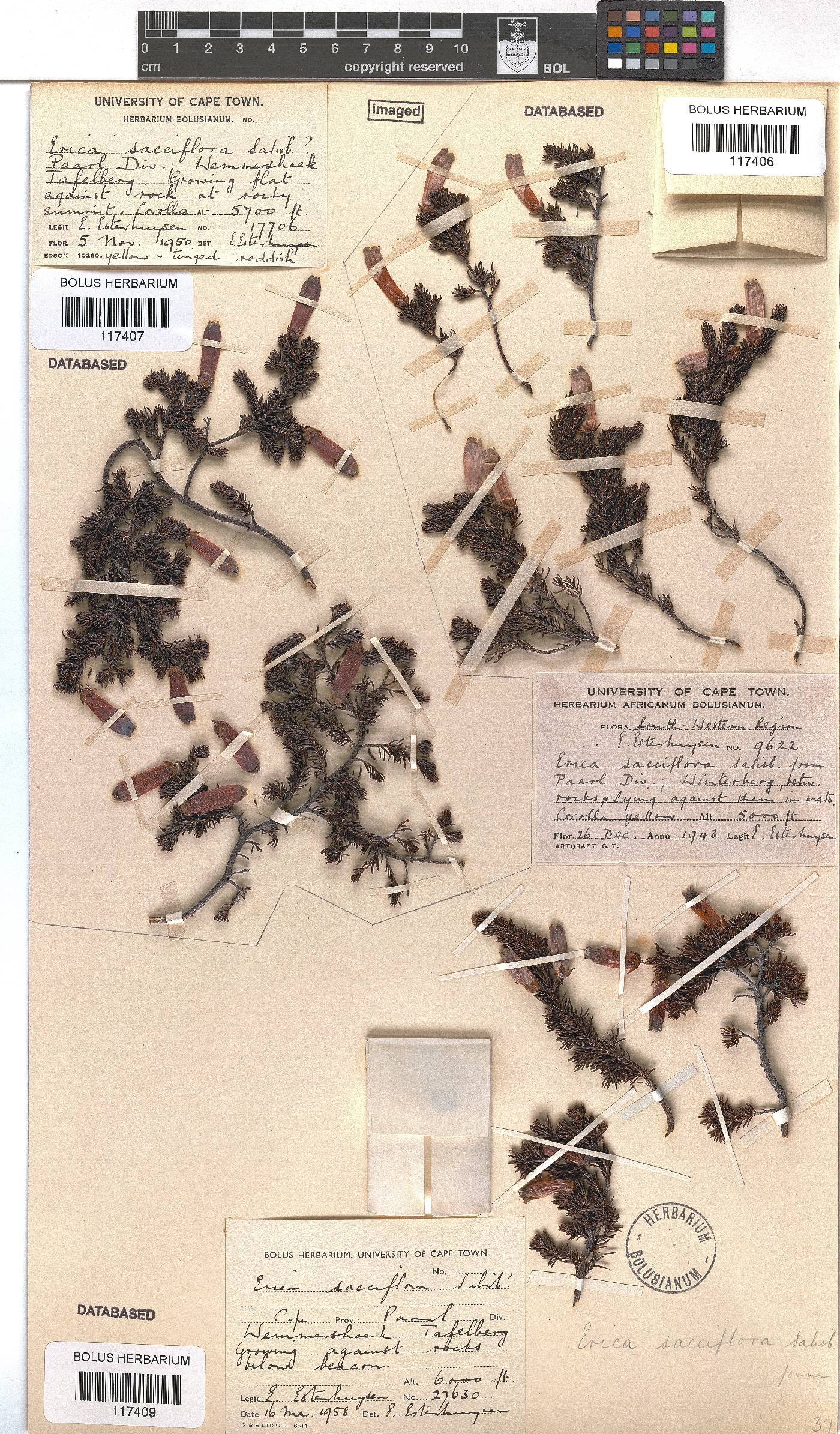 Erica sacciflora image