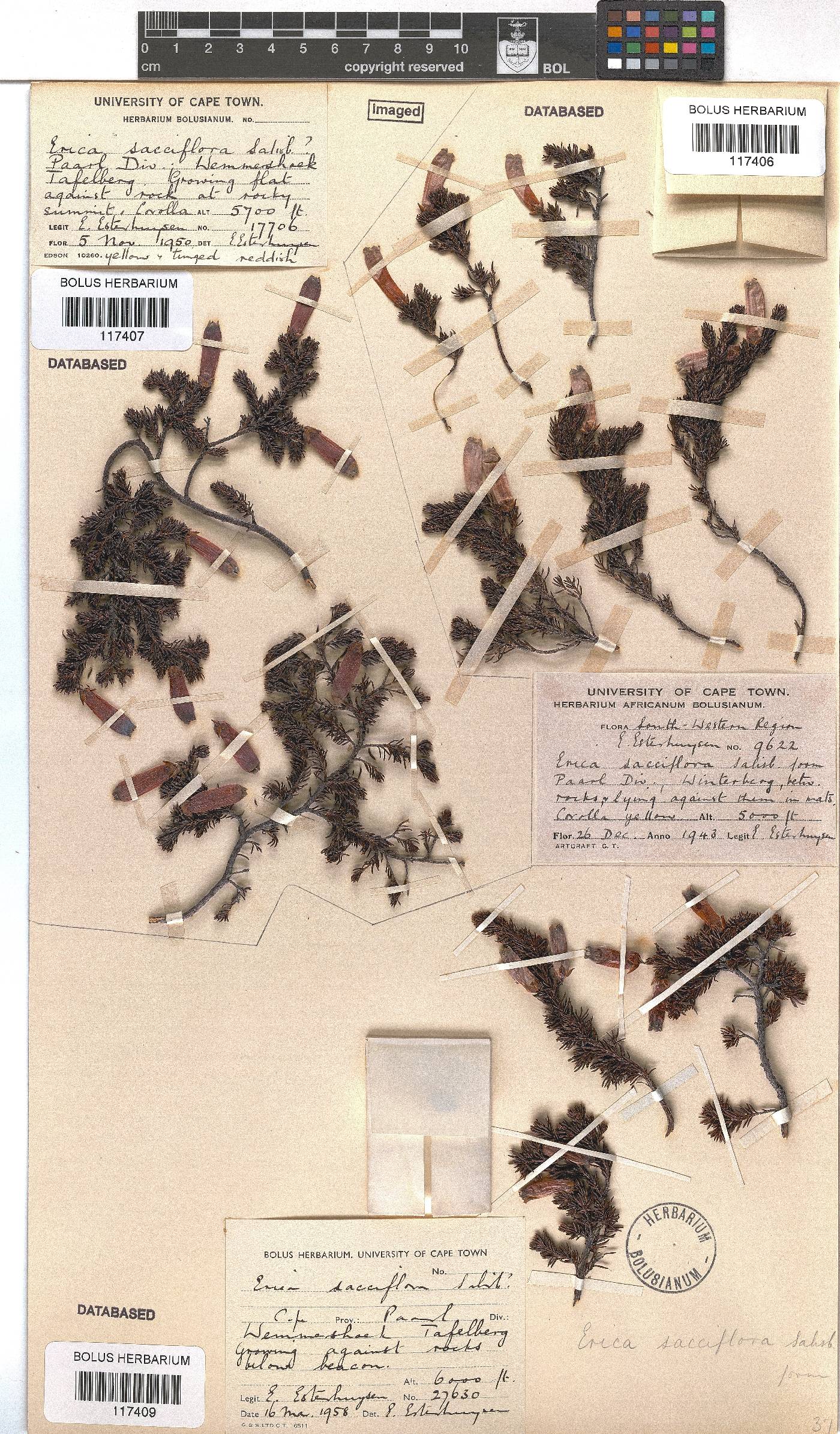 Erica sacciflora image