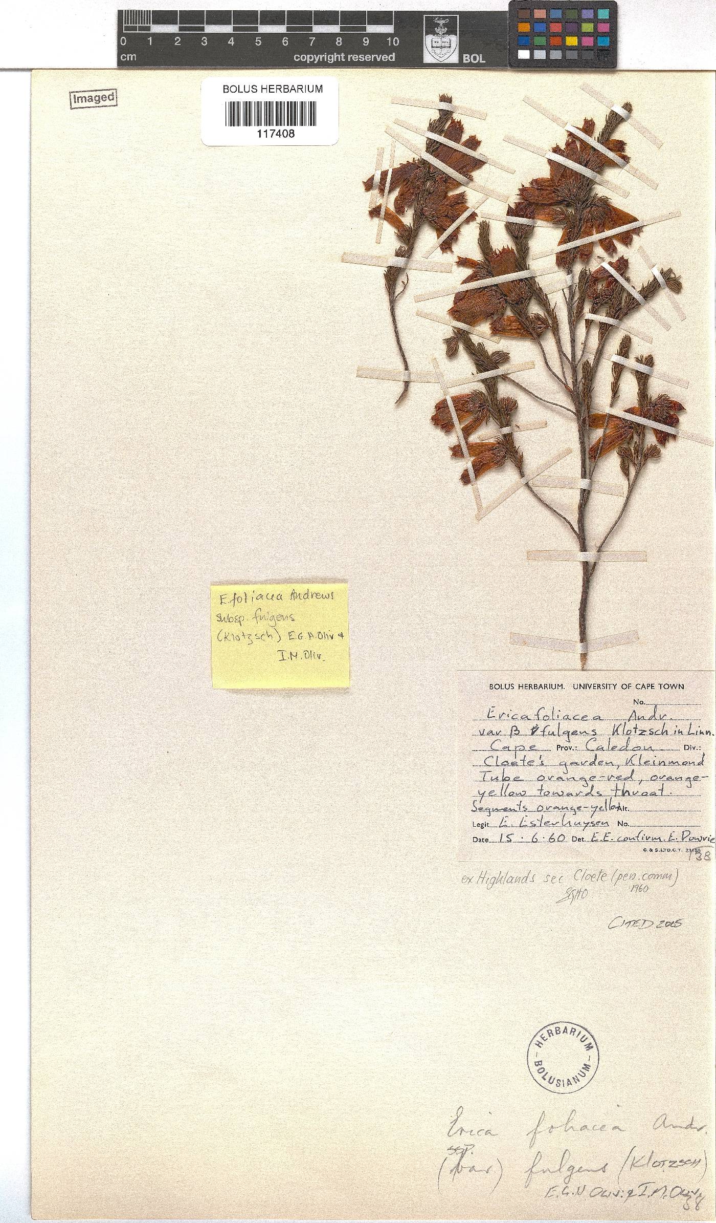 Erica foliacea subsp. foliacea image