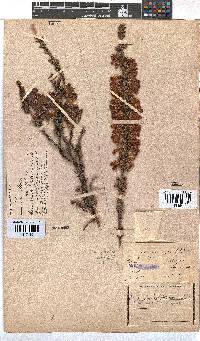 Erica foliacea image