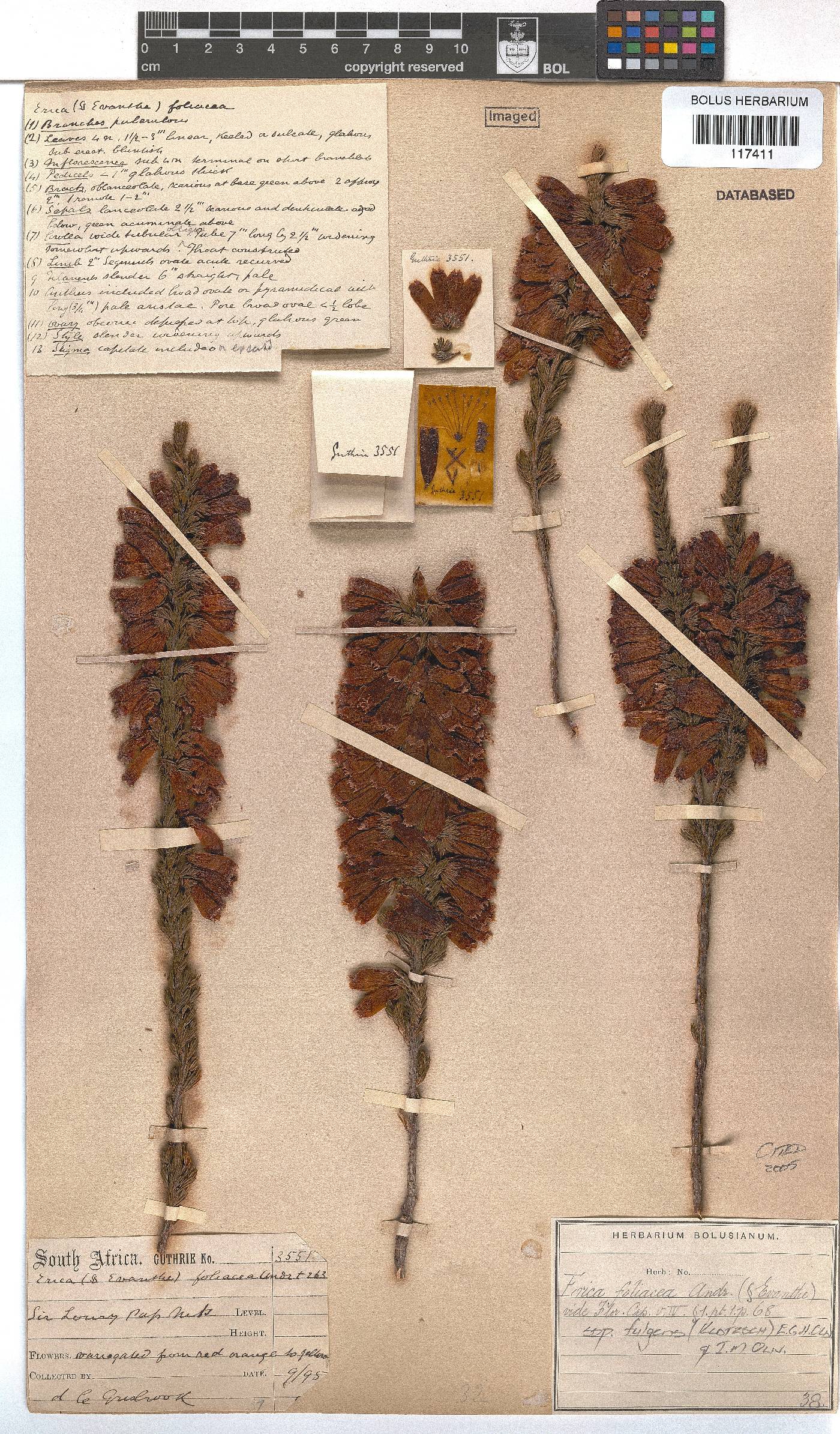 Erica foliacea image