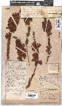 Erica foliacea image