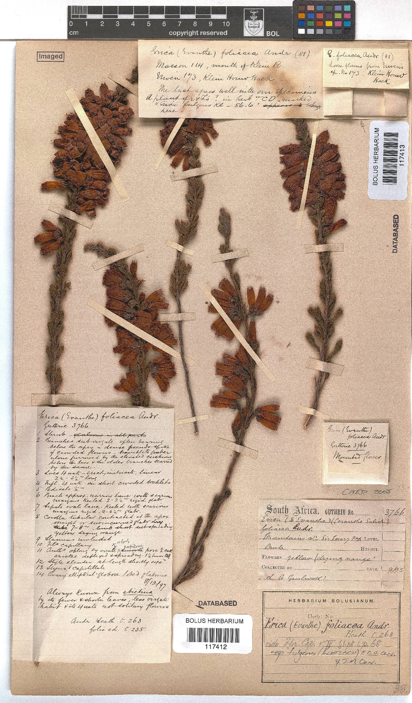 Erica foliacea subsp. fulgens image