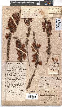 Erica foliacea image