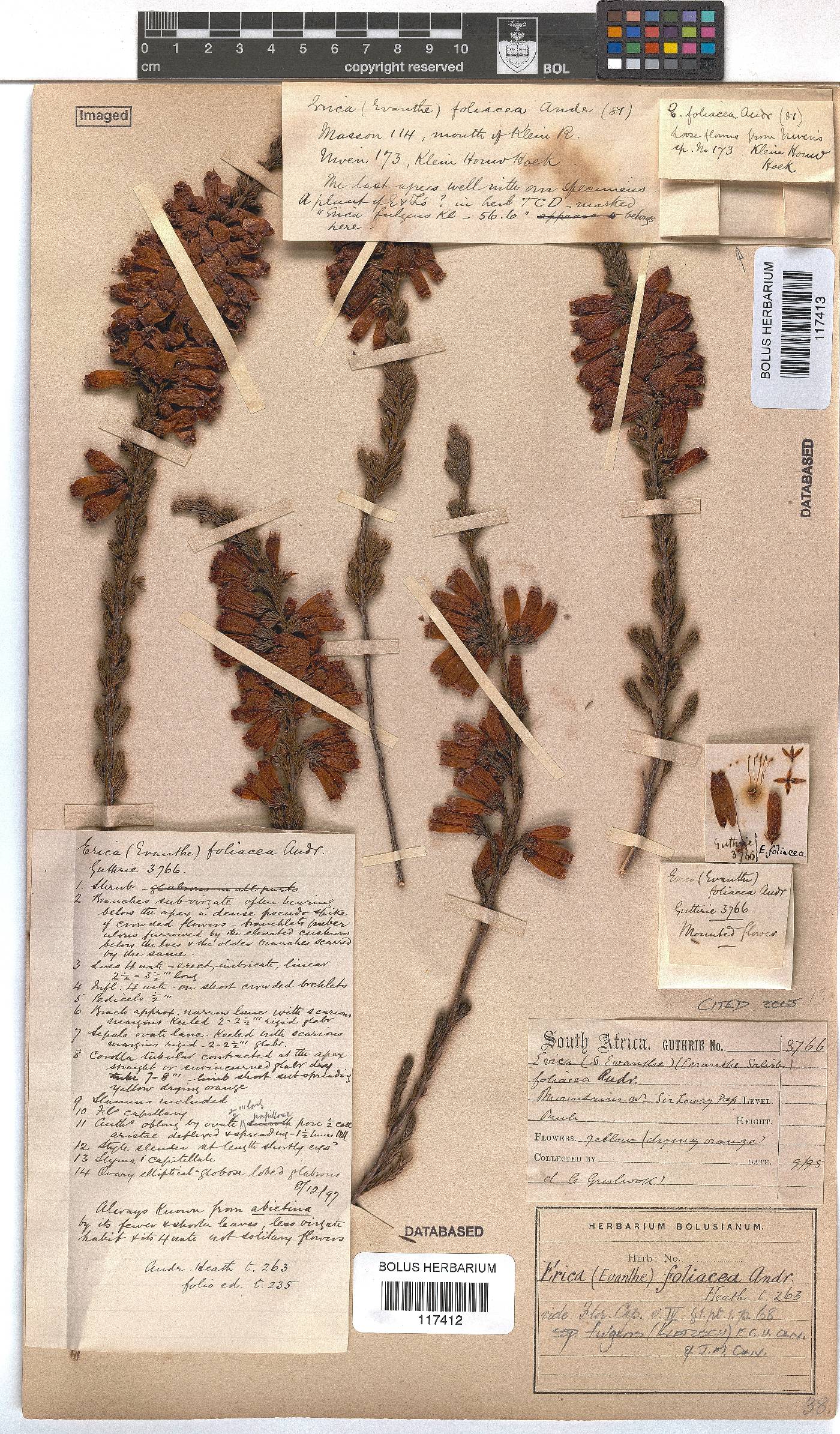 Erica foliacea subsp. foliacea image