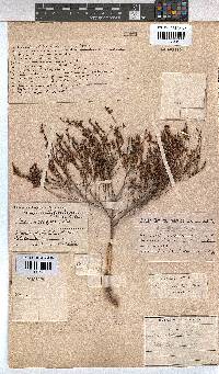 Erica rhodopis image