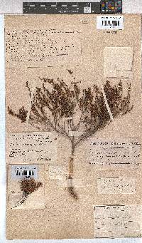 Erica rhodopis image