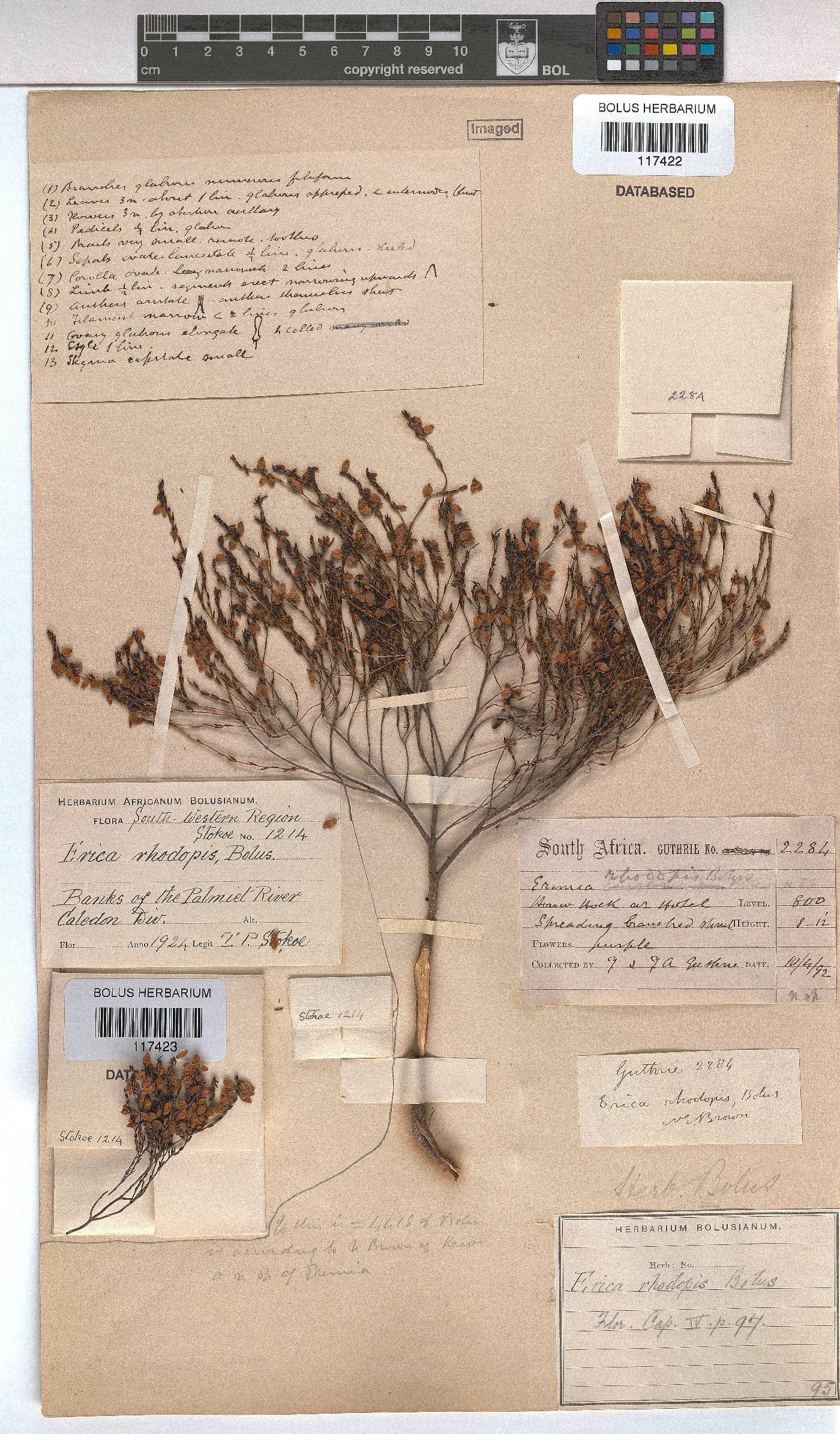 Erica rhodopis image