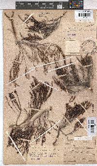 Erica rhodopis image