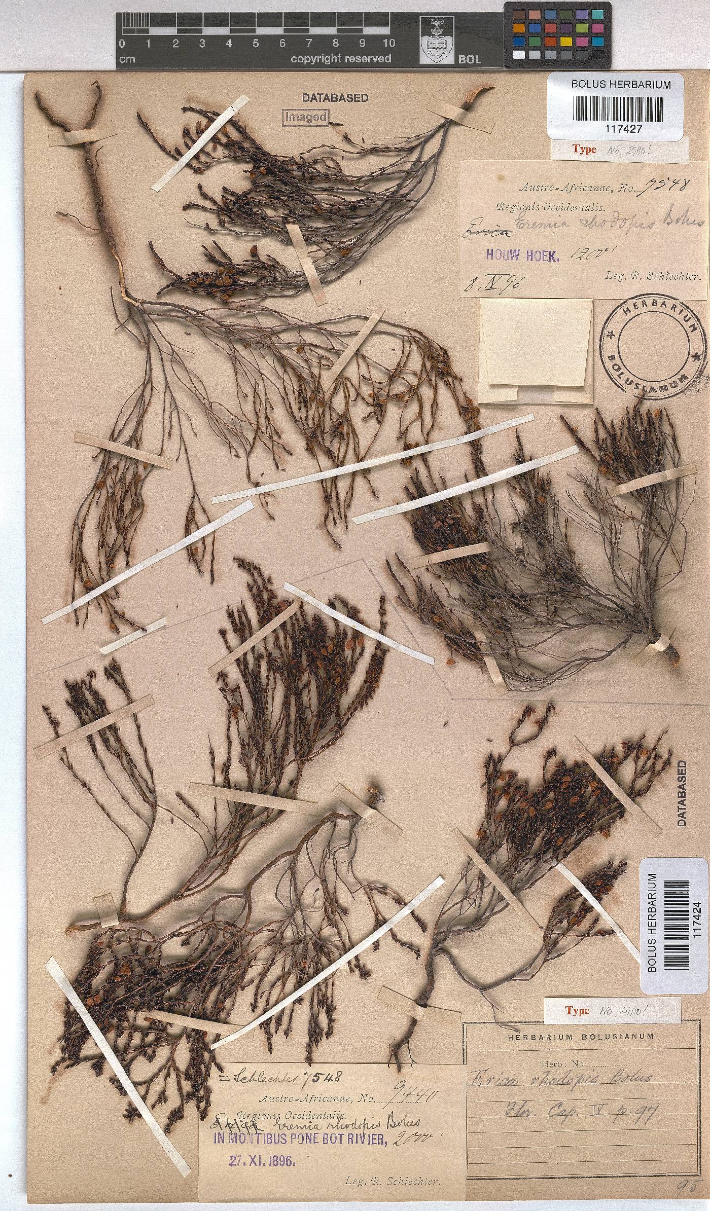 Erica rhodopis image