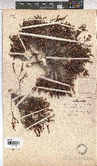 Erica rhodopis image