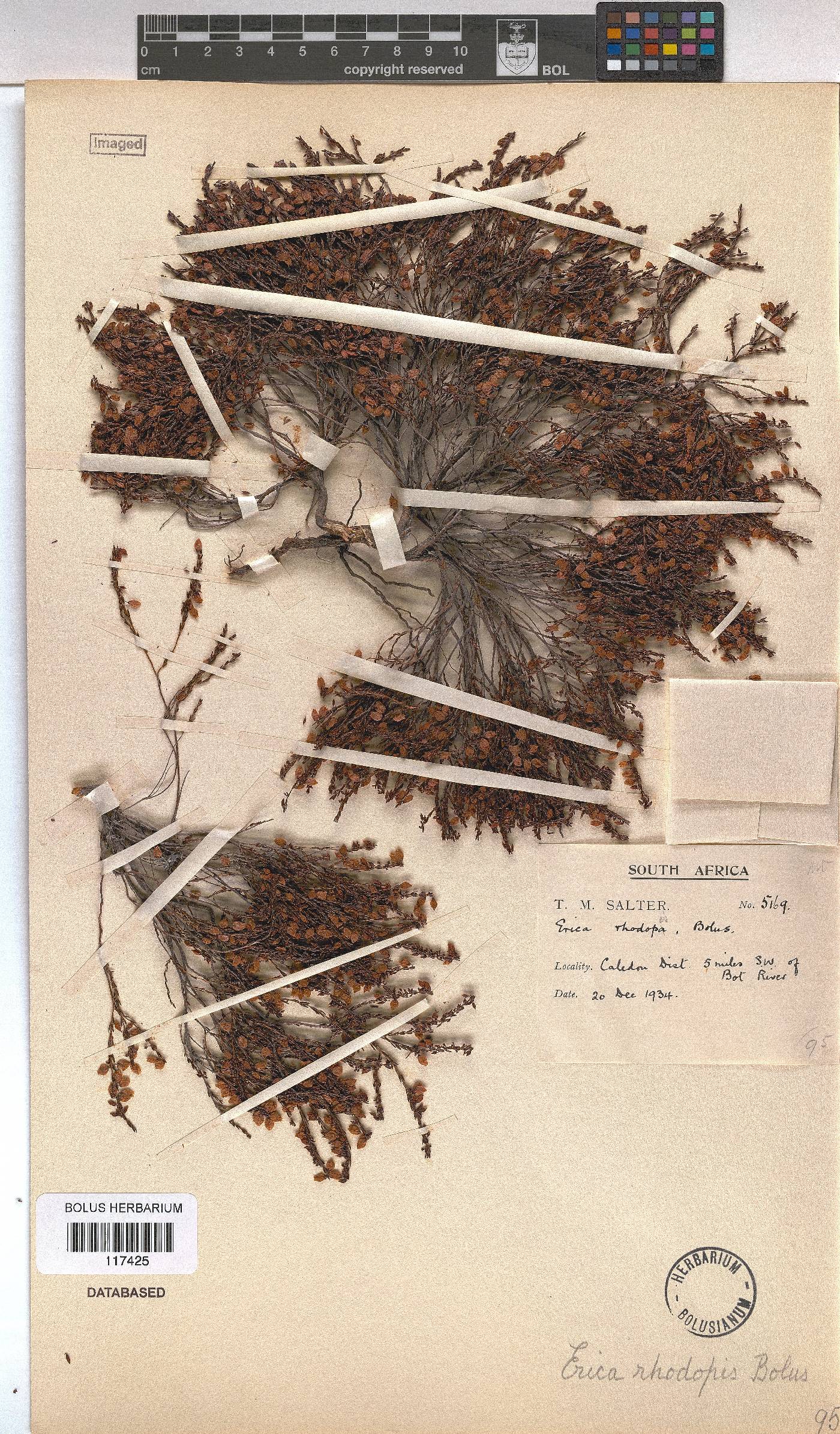 Erica rhodopis image