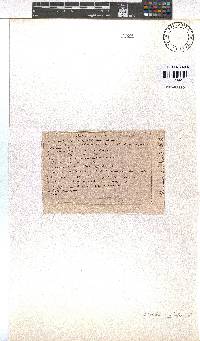 Erica rhodopis image