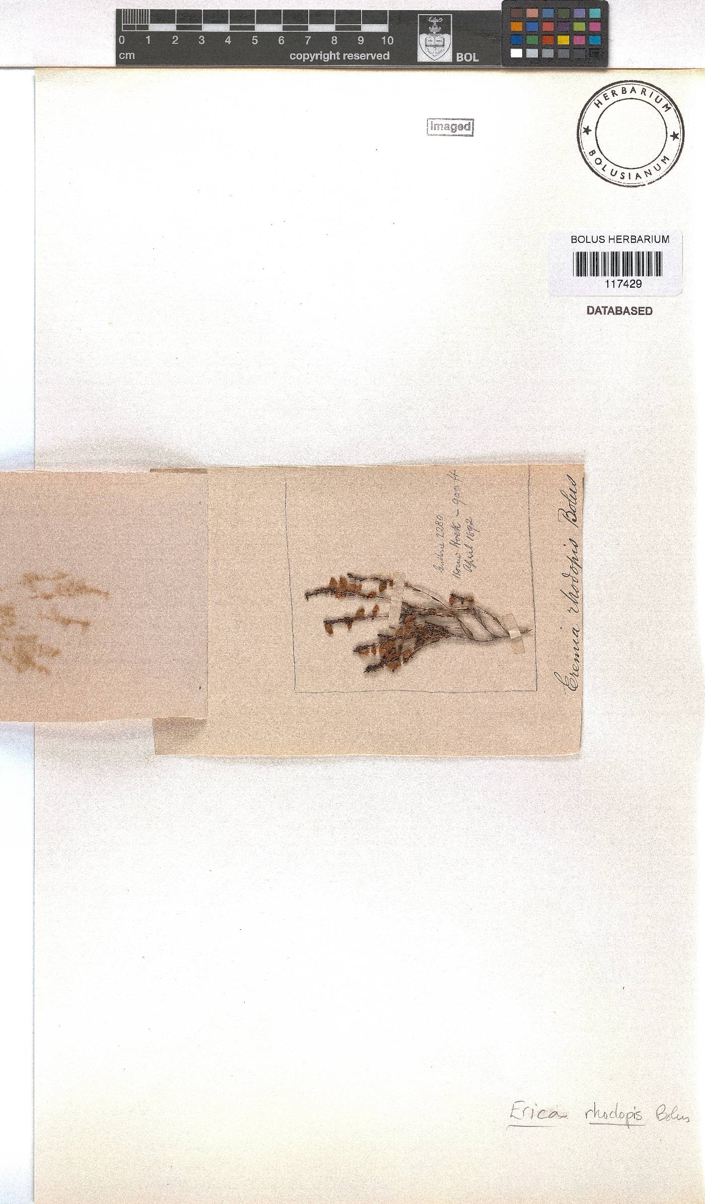 Erica rhodopis image