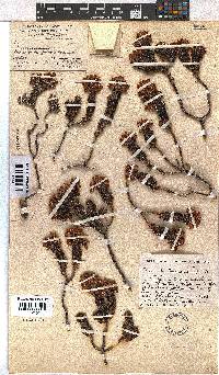 Erica pulvinata image