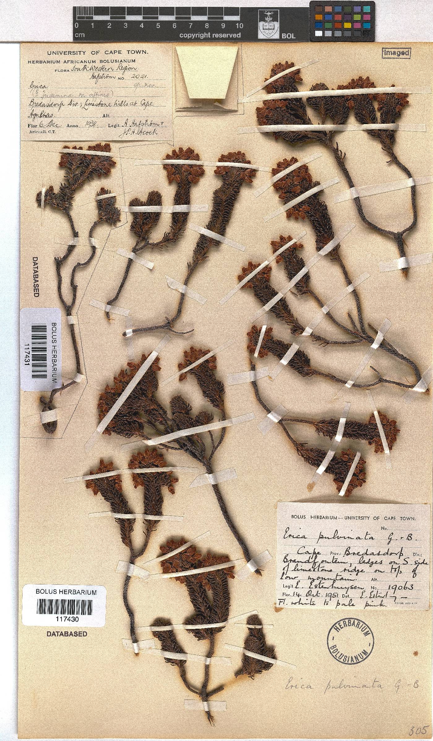 Erica pulvinata image