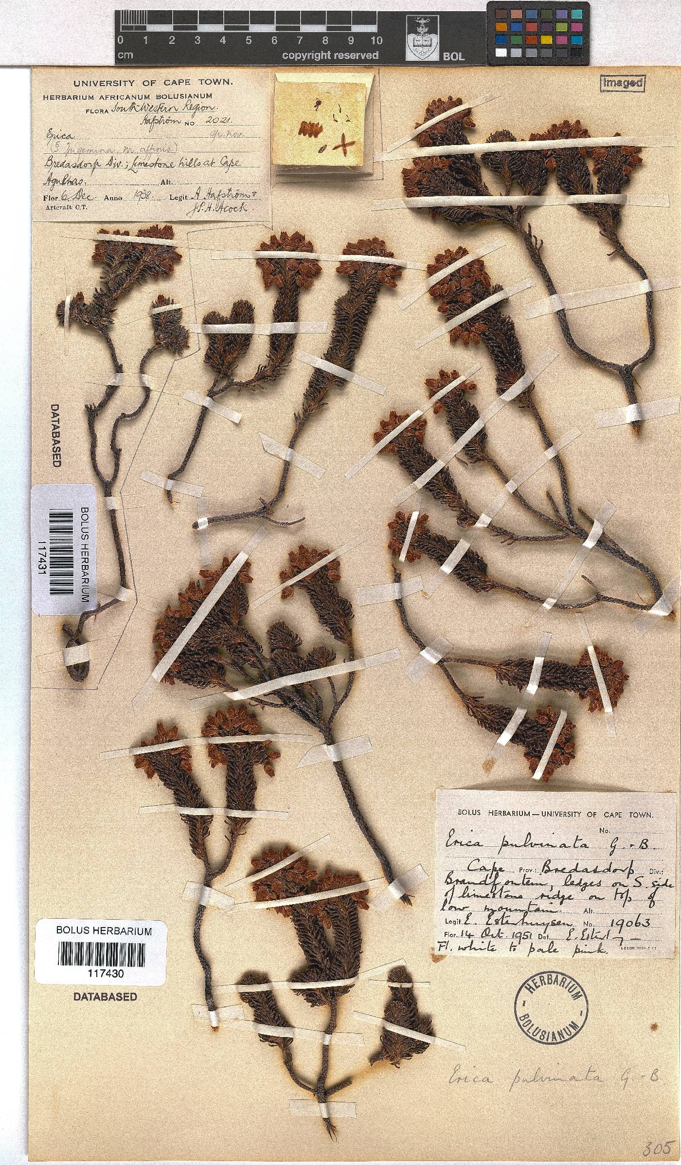 Erica pulvinata image