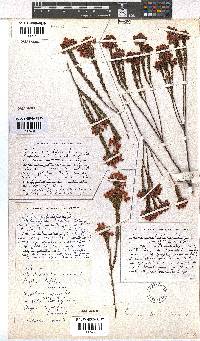 Erica pilulifera image