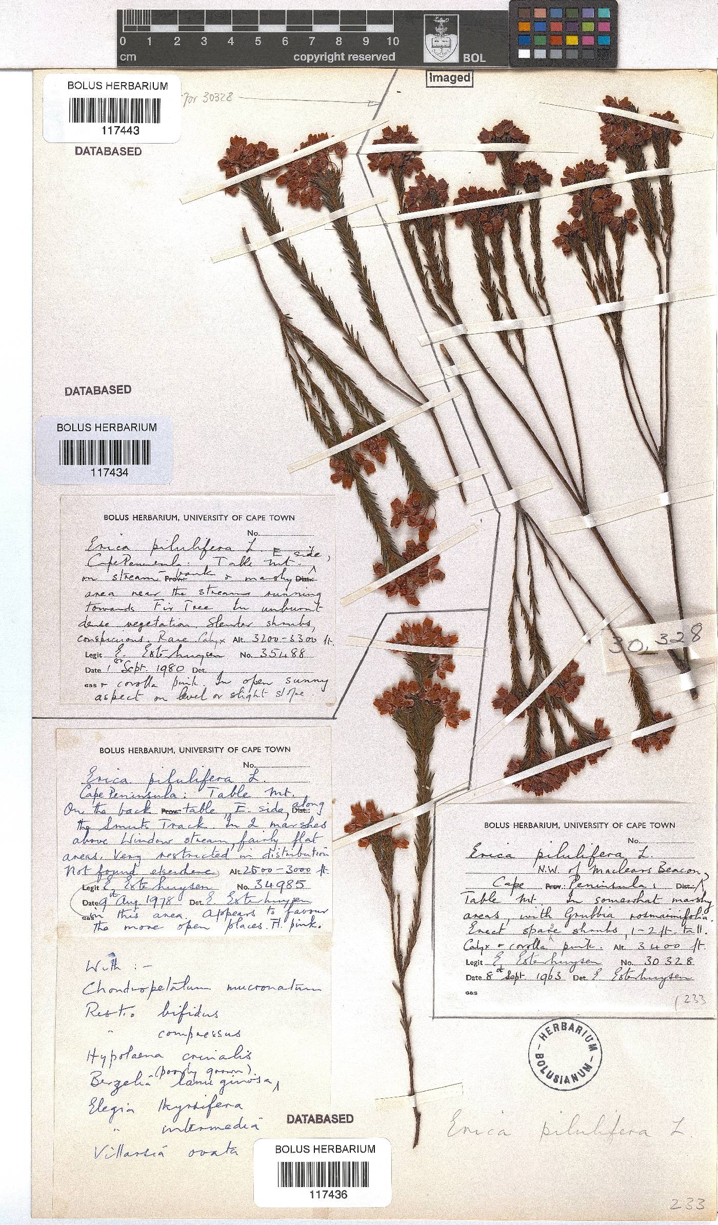 Erica pilulifera image