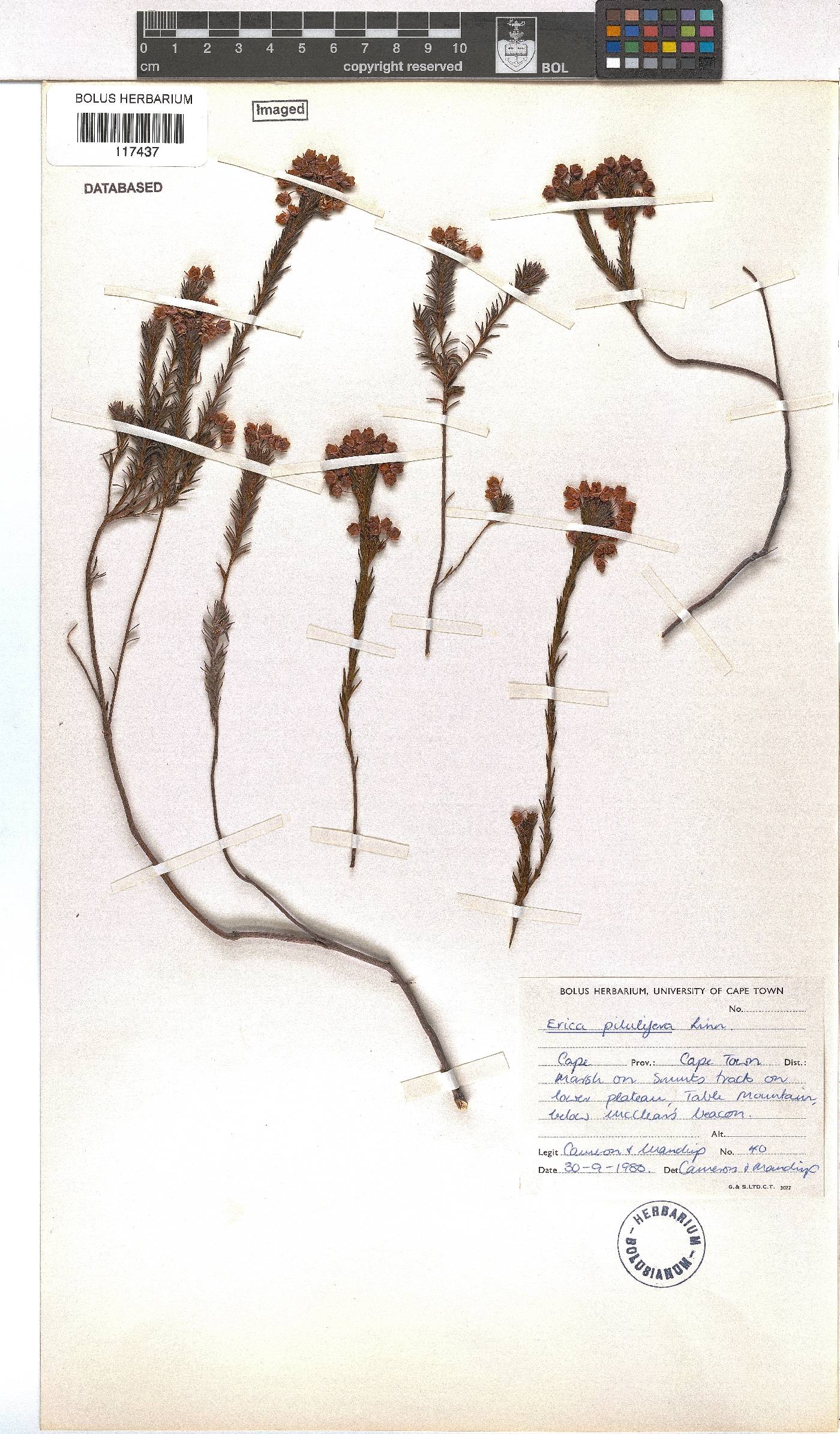 Erica pilulifera image