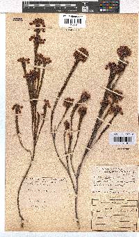 Erica pilulifera image