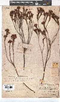 Erica pilulifera image