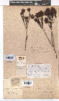 Erica pilulifera image