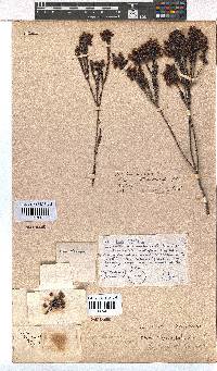 Erica pilulifera image