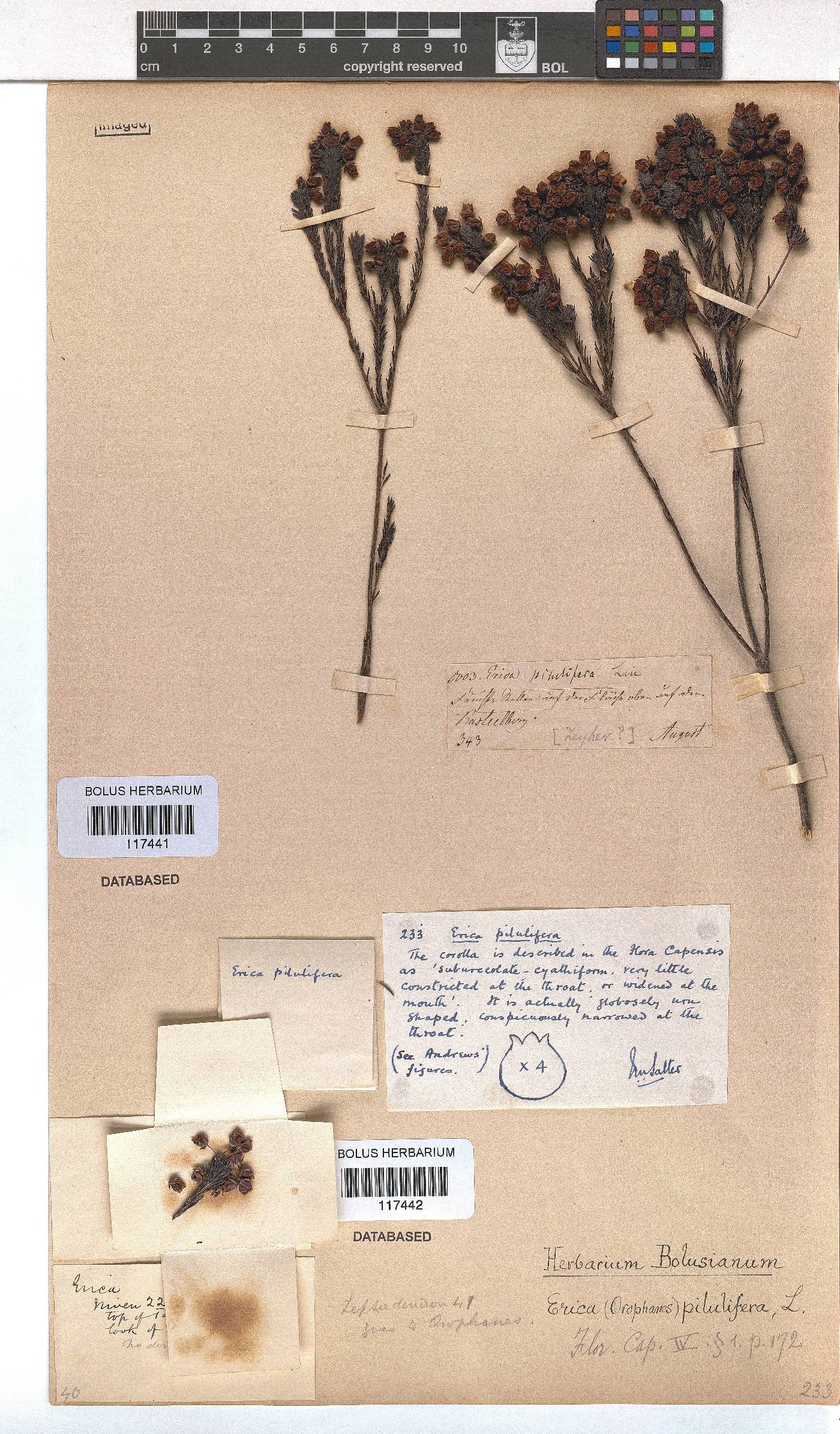 Erica pilulifera image