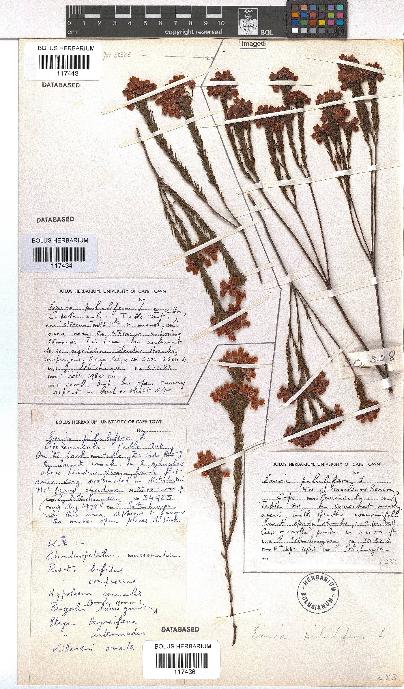 Erica pilulifera image