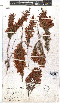 Erica pillansii subsp. pillansii image