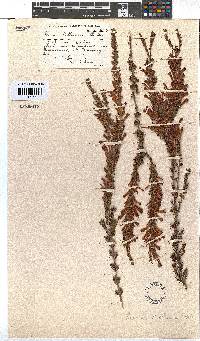 Erica pillansii subsp. pillansii image