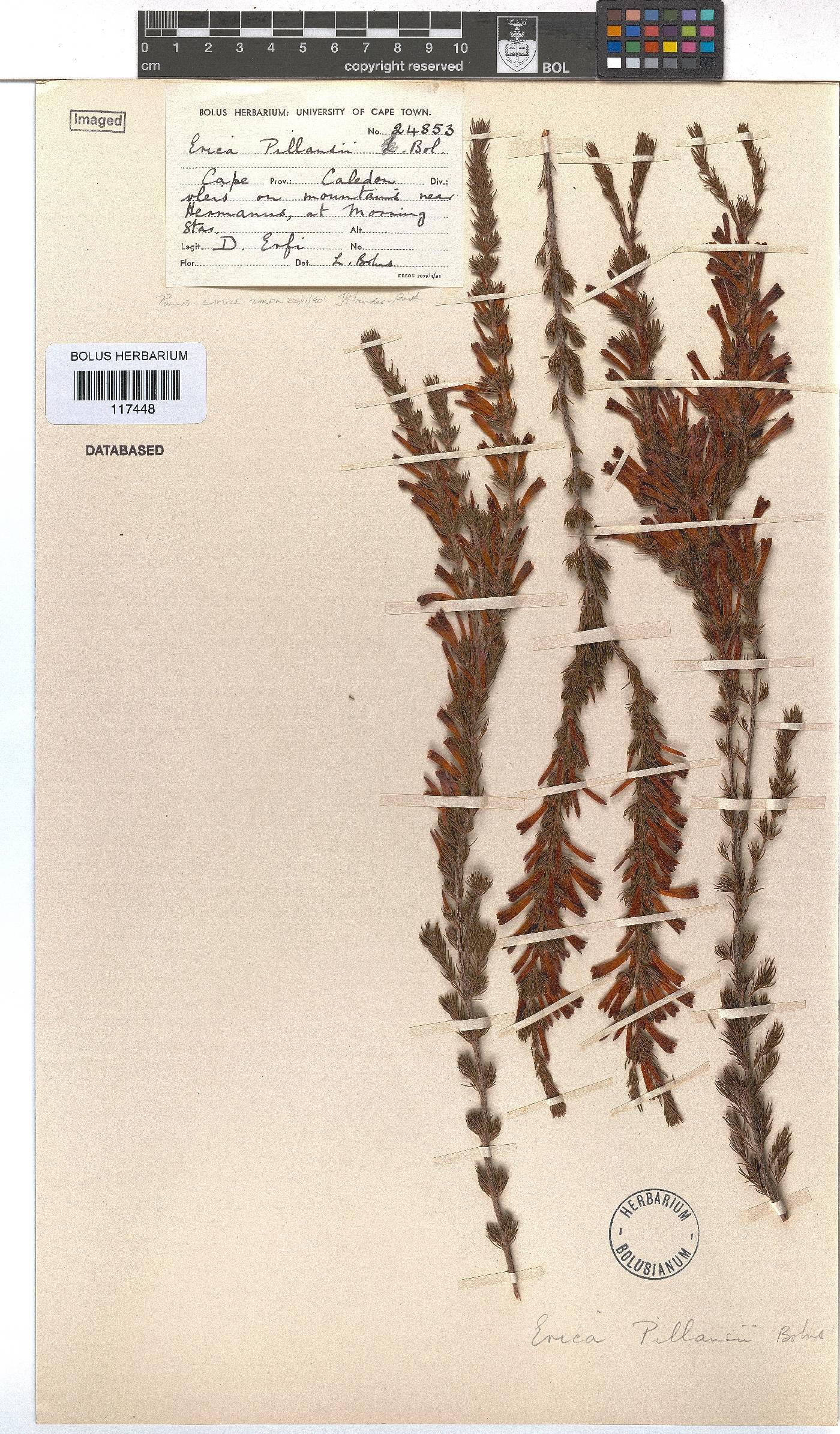 Erica pillansii image