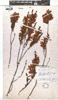 Erica pillansii subsp. pillansii image