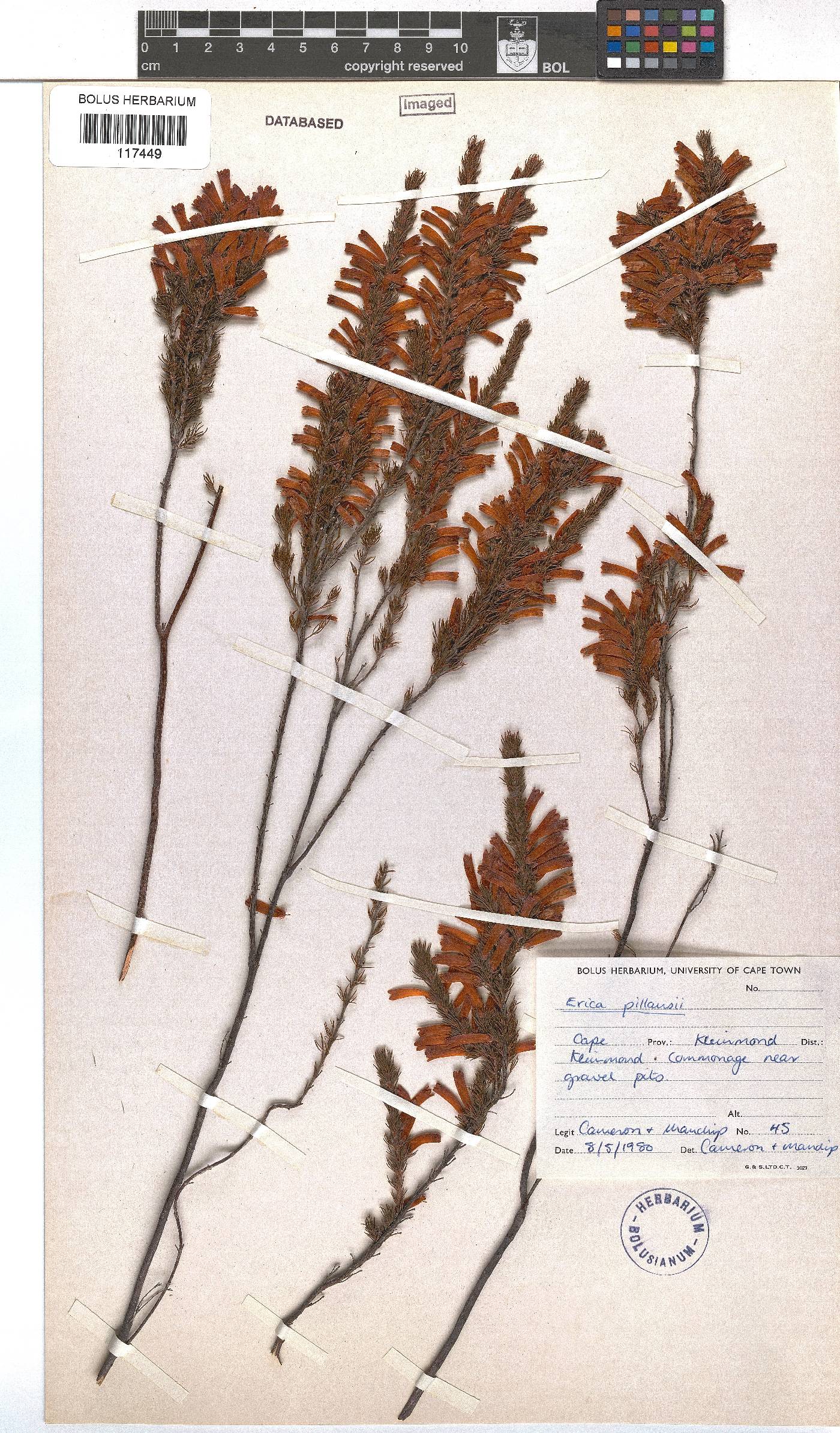 Erica pillansii subsp. pillansii image