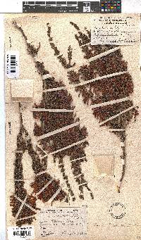 Erica pillansii subsp. pillansii image