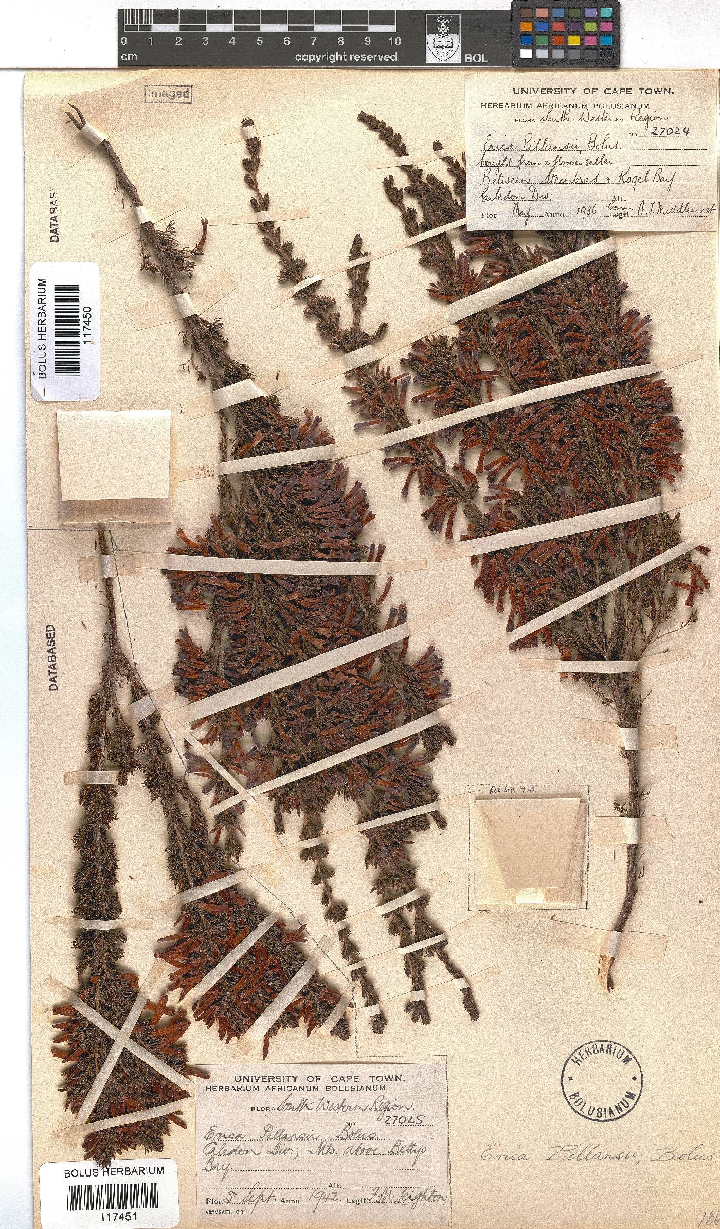 Erica pillansii subsp. pillansii image