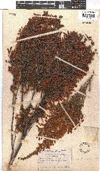 Erica pillansii image