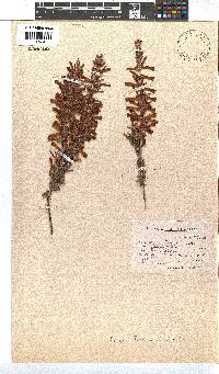 Erica pillansii image