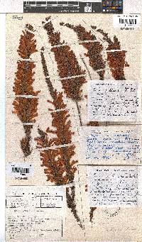 Erica pillansii image